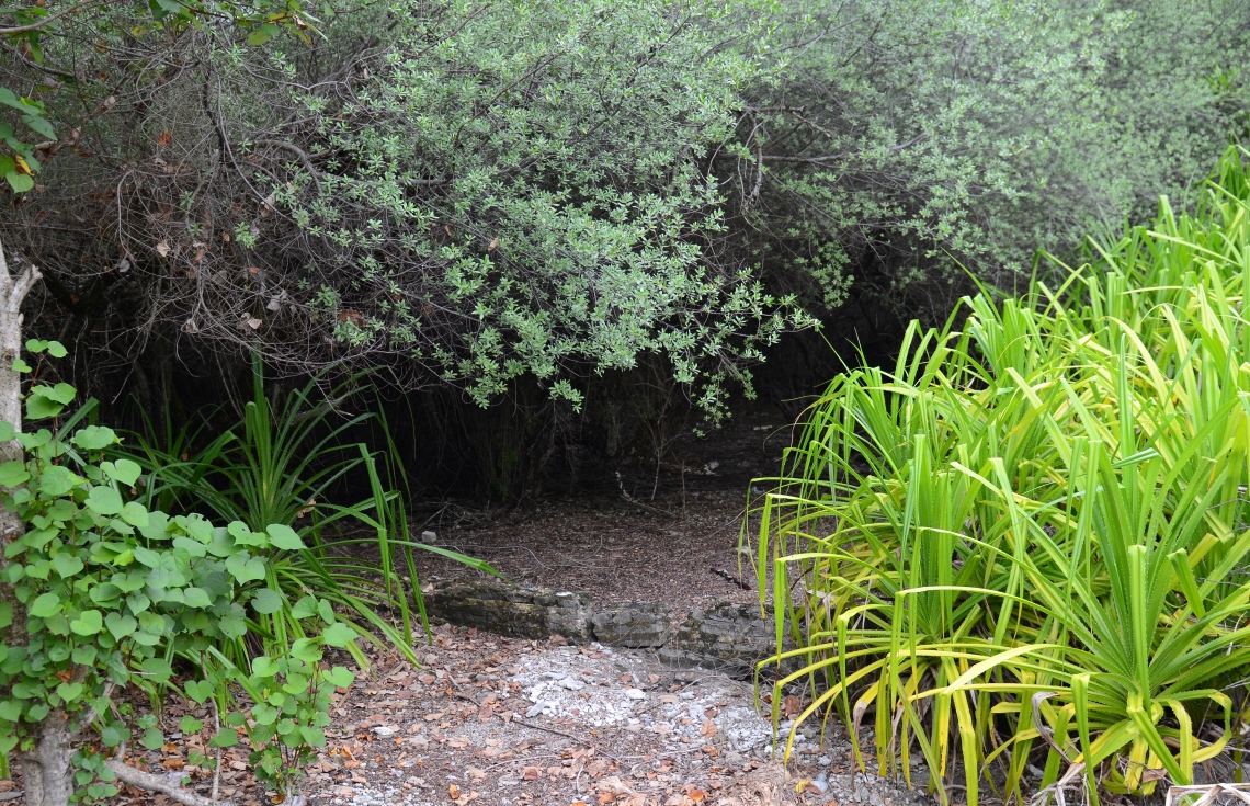 ސ. ހިތަދޫ: ޖުލައި 17، 2019- އައްޑޫ ނޭޗާ ޕާކްގެ ހިތްގައިމު މަންޒަރެއް.---ފޮޓޯ: އަހުމަދު މަހްޒޫމް