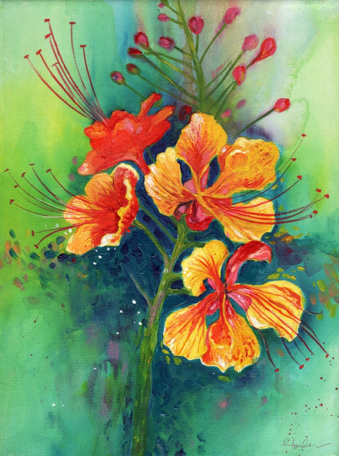 މިއީ ފަތަނގުމަލެވެ. އެކަމަކު ޝިމްހާގެ އެކްރެލިކްގެ ހިތްގައިމުކަމެވެ.