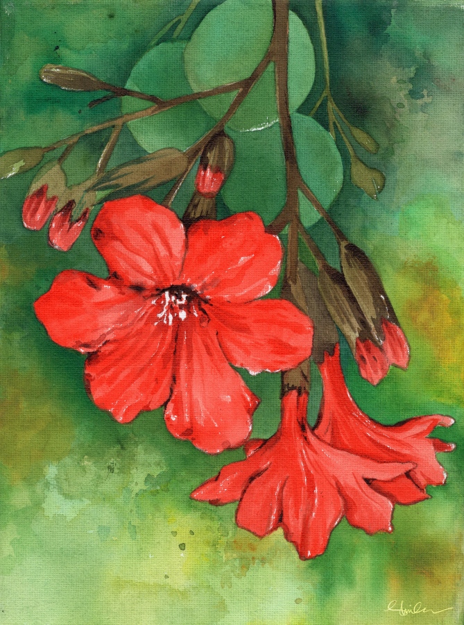 އެކްރެލިކުން ޝިމްހާ ކުރަހާފައިވާ ކާނިމާ ކޯޅިއެއް: މި ކުރެހުންތަކާ އެކު ހުނަރުވެރި މާ ބަގީޗާއަކަށް ވެއްޓުމުގެ ކުރިން ޝިމްހާ އަކީ ކުރިން ކެންގަރޫ ކިޑްސް އާއި މަންދު ކޮލެޖުގައި ކޯޑިނޭޓަރެއްގެ ވަޒީފާ އަދާކުރި މީހެކެވެ. ނަމަވެސް އާޓިސްޓިކް ޖަޒުބާތުތައް އުތުރިއަރައިގެން ގޮސް އެންމެފަހުން އޭނާގެ ހިތް ބަދަލުވެ އެ ވަޒީފާތައް ދޫކޮށް ފިއްސާއި ކުލަތައް ހިފައިގެން މަލުގެ މި ބަގީޗާ އަށް ވަދެ ގެއްލުނީއެވެ.