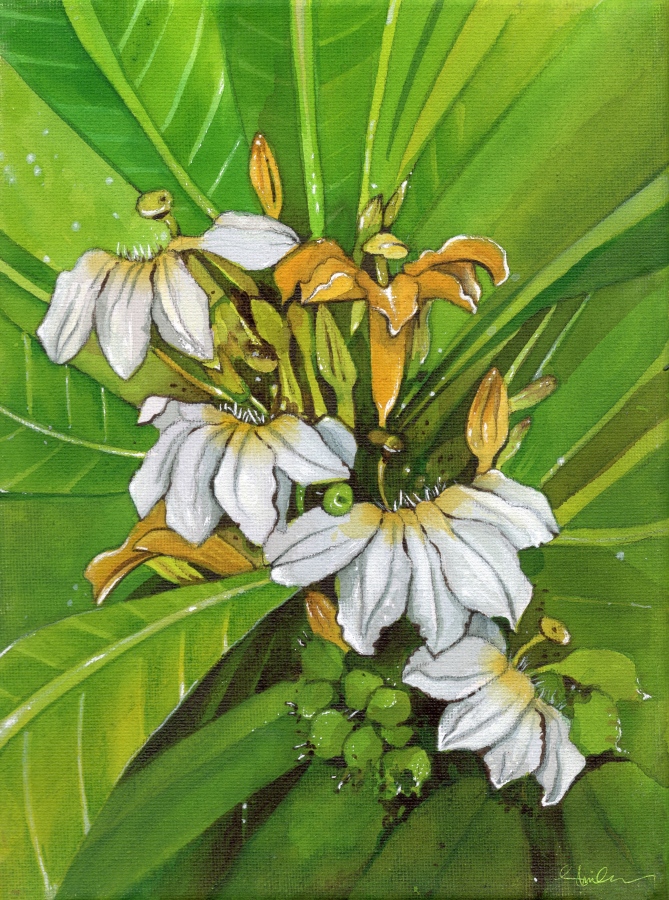 މަގޫ މަލުގެ ކޯޅިއެއް: މިއީ އެކްރެލިކް ކުލަތަކުން ކެންވަސްއެއްގައި ކުރަހާފައިވާ ކުރެހުމެއް. ވޯޓާކަލާ އަކީ ބޭނުންކުރަން އެންމެ ފަސޭހަ ކުލަ މީޑިއަމް ކަމަށްވިޔަސް ޝިމްހާ ބުނަނީ އޭނާގެ ހިތް ބަނޑުންވެފައި އޮތީ އެކްރެލިކް ކުލަ ދަޅެއްގެ ތެރެއަށް ކަމަށެވެ.