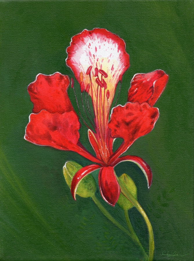 މިއީ އެކްރެލިކް ޕެއިންޓުން ކެންވަސްއެއްގައި ޝިމްހާ ކުރަހާފައިވާ ގިނި މަލެއް: މި މަލާއި އޭގެ ކުލައިގައިވީ ހިތްގައިމުކަން ކިތަންމެ ބޮޑަސް ޝިމްހާ ބުނަނީ އޭނާ އަށް އެންމެ ކަމުދާ މާތަކަކީ ހިރުނދު މަލާއި ވިހަލަގޮނޑި މަލާއި ބޯޅަ ކިންކިރިމާ ކަމަށެވެ.