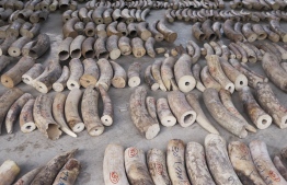 This handout picture taken on July 22, 2019 and released on July 23, 2019 by the Singapore's National Parks Board shows seized ivory are seen at a holding area in Singapore. - Singapore seized its biggest haul of smuggled elephant ivory and a third illegal shipment of pangolin scales in three months all coming from Africa and destined for Vietnam, authorities said July 23. PHOTO: NATIONAL PARKS BOARD / AFP