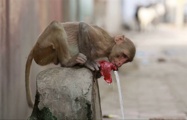 ސްމާޓް މަކުނެއް، އިންސާނުންނަށް ފިލާވަޅެއް