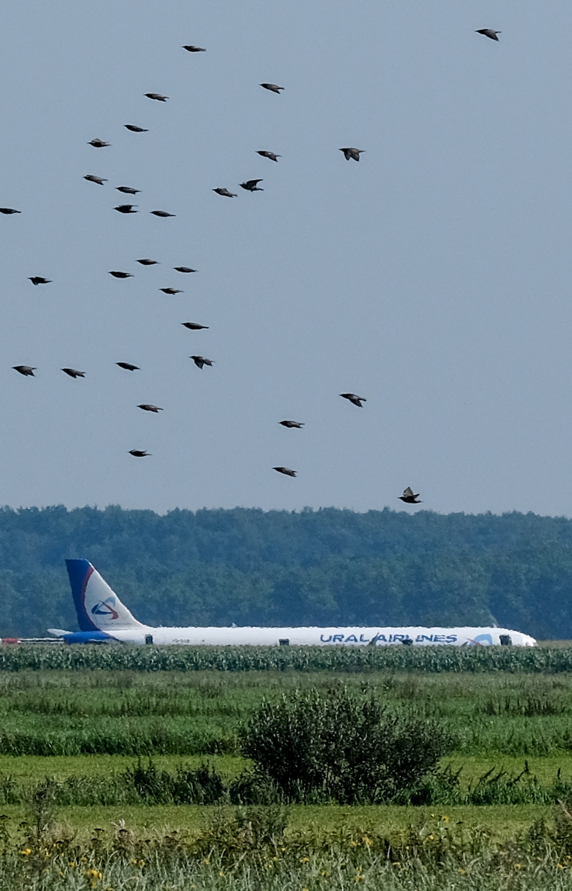 ރަޝިޔާގެ ޔުރަލް އެއާލައިންސްގެ އޭ321 ގެ ބޯޓު ޒުވާރި ދަނޑަށް ޖައްސާފައިވާ އިރު ދޫނިތައް އުދުހެނީ: އިންޖީނުގައި ދޫނިތަކެއް ޖެހުމުން އިމަޖެންސީގައި ބޯޓު ޖެއްސި ހާދިސާގައި އެއްވެސް މީހަކަށް ސީރިއަސް ގެއްލުމެއް ލިބިފައެއް ނުވޭ. --ފޮޓޯ:އޭއެފްޕީ