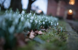 Snowdrops in early Spring... PHOTO: JONATHAN FARBER/UNSPLASH