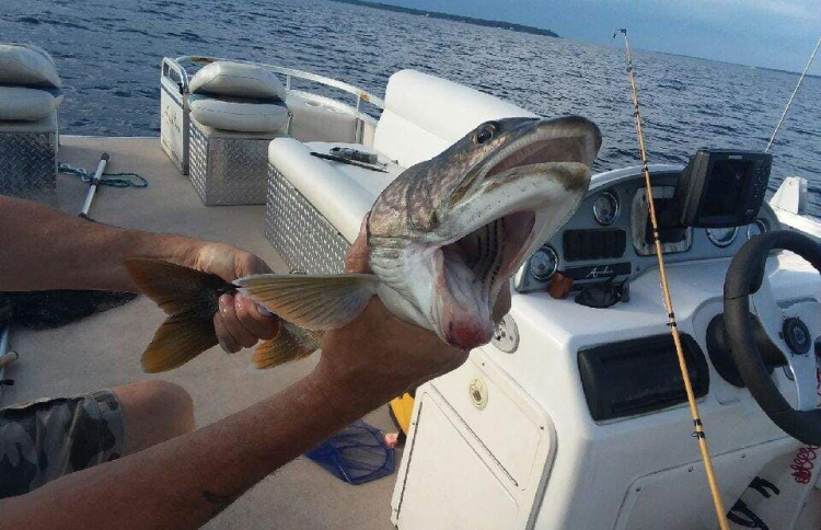 ދެ އަނގަ ހުރި މަހެއް ބާނައިފި