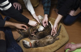 Customers with sleeping otters at an otter cafe in Tokyo, March 3, 2019. Asian small-clawed otters are increasingly popular as novelty pets, particularly in Japan. (Noriko Hayashi/The New York Times)