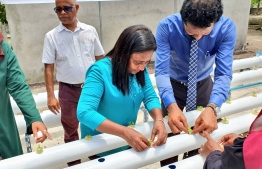 Minister Zaha Waheed planting lettuce with the hydroponics system as part of the inauguration ceremony. PHOTO: MINISTRY OF FISHERIES, MARINE RESOURCES AND AGRICULTURE
