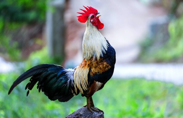 ހާލެއް ދިން ހަމަލާއަކުން މީހަކު މަރުވެއްޖެ