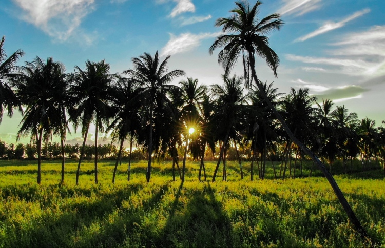 ކޮވިޑް-19: ތޮއްޑޫގެ ގެސްޓް ހައުސްތައް ބަންދުކޮށްފި