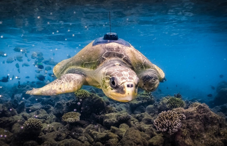 ފޯ ސީޒަންގެ ޕެގީ ރާއްޖެ ދޫކޮށް މާ ދުރަށް!