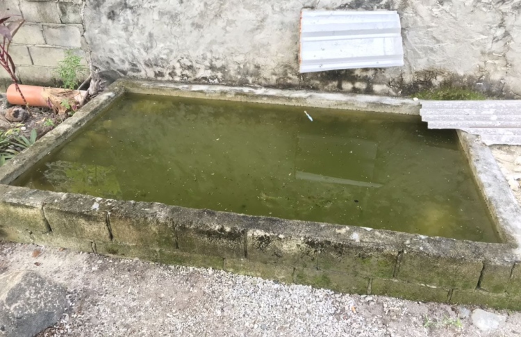 ފެންގަނޑަށް ވެއްޓުނު ކުއްޖާ އިންޑިއާ އަށް ގެންގޮސްފި