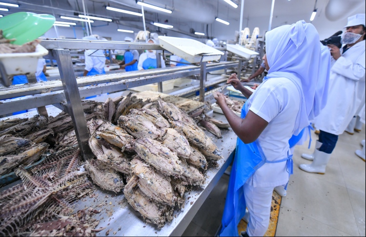 ފެލިވަރު ފެށީ ވެސް 50 ޓަނުން، އަދިވެސް 50 ޓަނު!