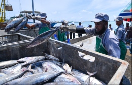 MIFCO LH. FELIVARU FISHERIES FACTORY / FISH / FELIVARU MAS FACTORY