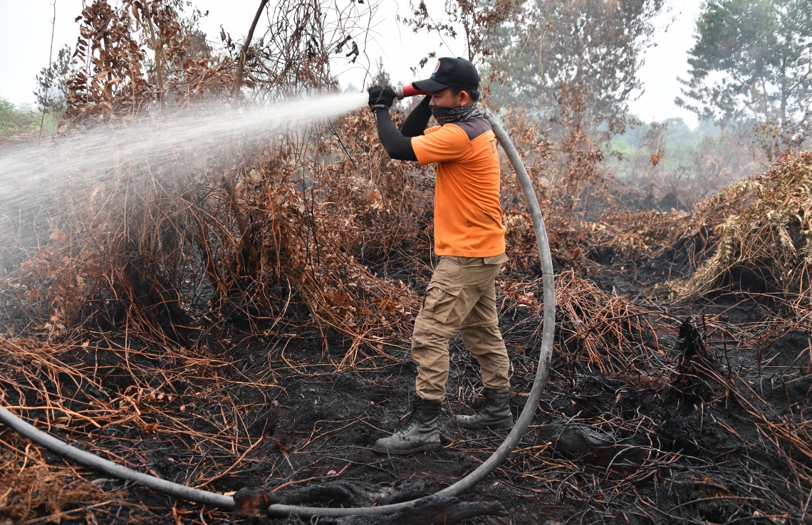 އިންޑޮނީޝިއާގެ ޖަންގަލިތަކުގައި ރޯވެފައިވާ އަލިފާން ނިއްވާލަން ރިއާއު ޕްރޮވިންސްގައި ފެން ޖަހަނީ. --ފޮޓޯ:އޭއެފްޕީ