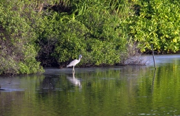 Grey Heron pictured in a mangrove in Maldives. PHOTO: United Nations Development Programme (UNDP)