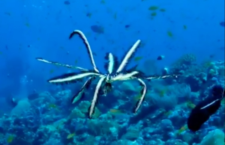 ސްޓާފިޝް ފީނަނީ: މިއީ މަދުން ނޫނީ ފެންނާނެ މަންޒަރެއް ނޫން: