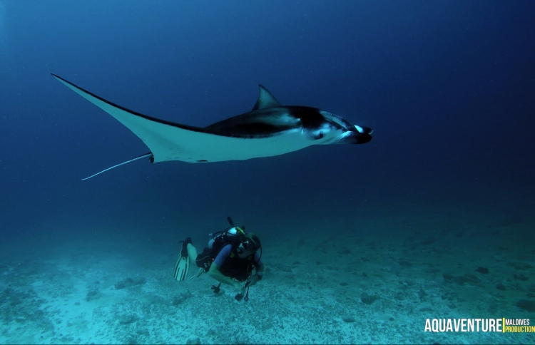 ޑީކޯވެގެން ގެނައި ދެ މީހުން ބަނޑޮހުގެ ޗެމްބަރަށް