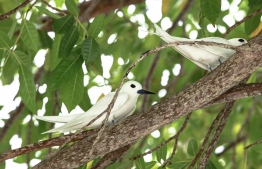 A pair of 'dhondheeni', the white tern endemic to Addu in Maldives. PHOTO: HAWWA AMAANY ABDULLA