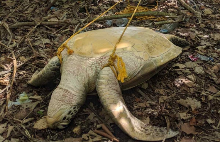 އަނިޔާވެރިކޮށް ބަނދެފައި އޮތް ވެލާ ދޫކޮށްލައިފި