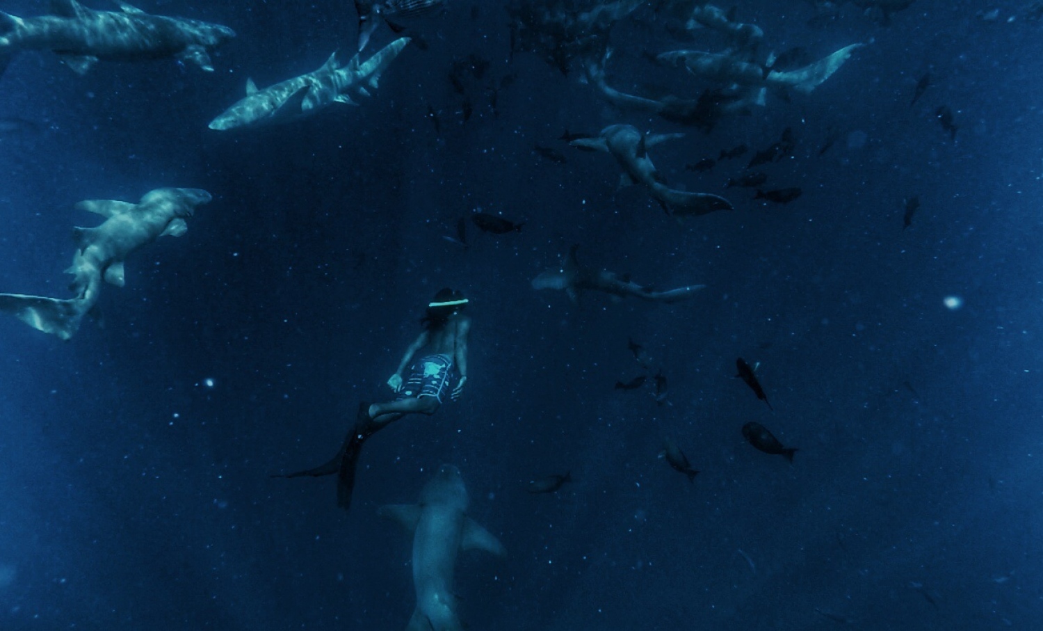 ޑައިވް ކުރުމަކީ ނަޒީހުގެ ހޮބީއެއް