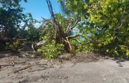 The Environmental Protection Agency (EPA) levied a fine of MVR 191,250 against the island council of Baarah, Haa Alif Atoll, on October 21, 2020 for illegally clearing vegetation. FILE PHOTO/MIHAARU