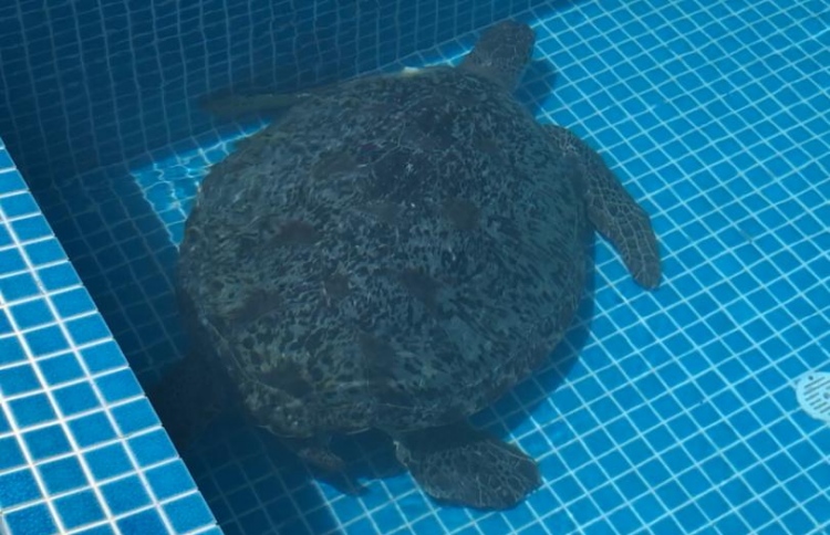 ކަނޑިމަ ރިސޯޓުގެ ޕޫލުގައި ވެލައެއް