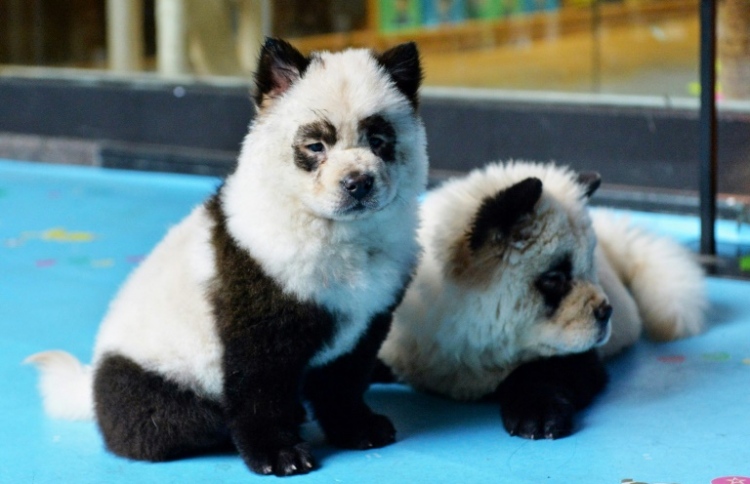 ޕެންޑާ ކެފޭގައި ތިބީ ކުލަ ޖެއްސި ކުއްތާ