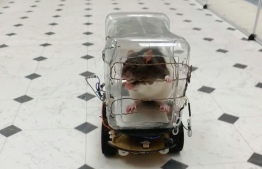 Scientists have reported successfuly training rodents to drive tiny cars in exchange for tasty bits of Froot Loops cereal, and found that learning the task lowered their stress levels