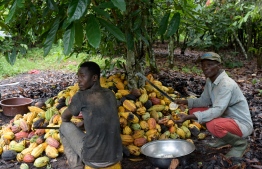 Ivorian cocoa farmers breaks cocoa pods in the plantation near Sinfra, in the central region in Ivory Coast, on October 12, 2019. - Increasing the price of cocoa with a special bonus from multinational chocolate is a step in the right direction to improve the lives of Ivory Coast and Ghana cocoa farmers. (Photo by ISSOUF SANOGO / AFP)