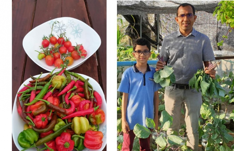 މިނިސްޓަރު މަލީހުގެ "ހޯމްގާޑަން" ވަރަށް ތިޔާގި