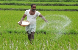 An Indian farmer, working in the fields. PHOTO: AFP