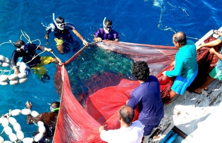 އެންވެރިކަން ވެސް ތަފާތު މަސްވެރިކަަމަކަށް! ވެދާނެތަ!