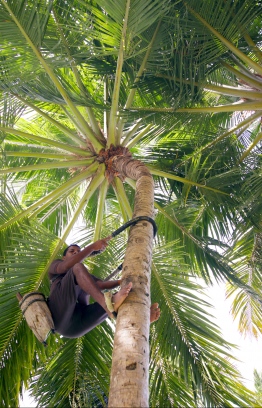 CK Kannan climbing a coconut palm at Shangri-La Vilingili. PHOTO: ABDULLA AURAF/ THE EDITION