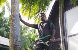 CK Kannan, Coconut Climber at Shangri-La Vilingili. PHOTO: ABDULLA AURAF/ THE EDITION