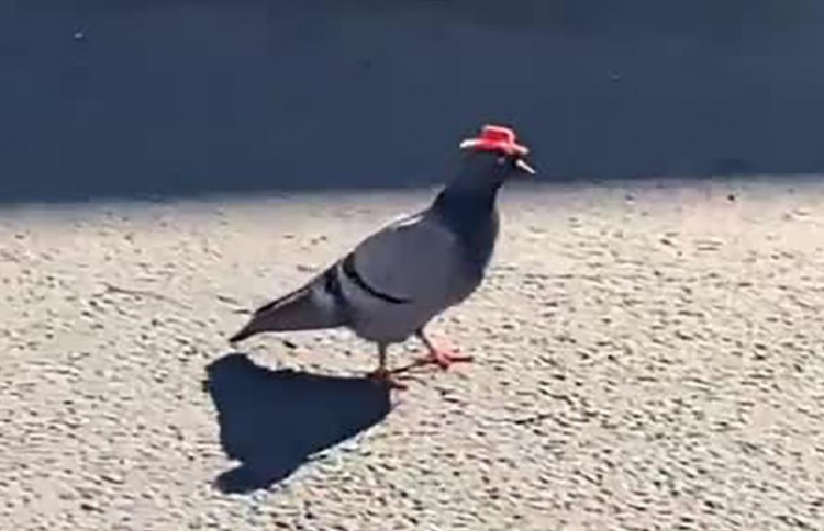 އެމެރިކާގެ އެކި ހިސާބުން "ތޮފި އެޅި" ކޮތަރު ފެންނަނީ