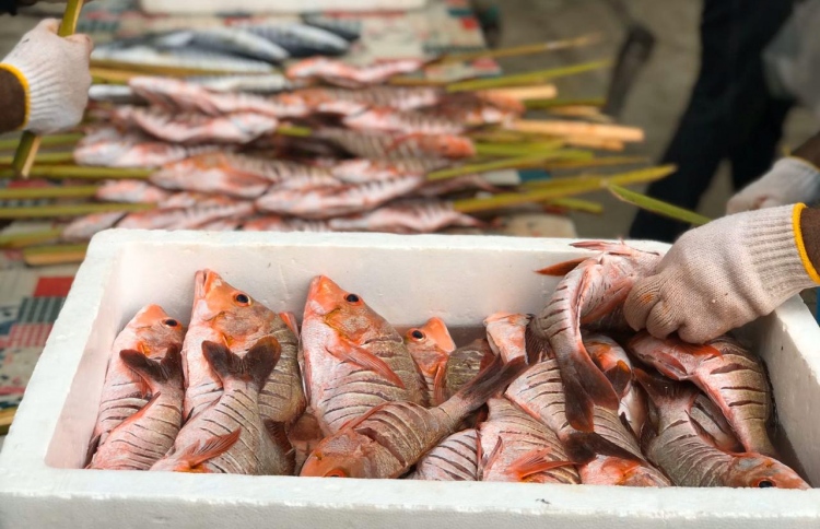 އުލިގަމު ބޮޑު ބާބެކިއު ޖެނުއަރީ 2 ގައި