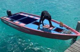 The missing dinghy pictured in this handout photo. The vessel was carrying three minors with a single crew member. PHOTO: MALDIVES POLICE SERVICE