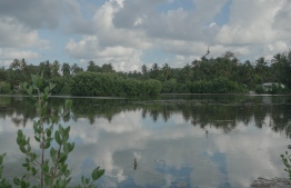 Goidhoo Koaru, mangrove area in Goidhoo Island, Baa Atoll boasts the highest biodiversity in the area. PHOTO: HAWWA AMAANY ABDULLA / THE EDITION