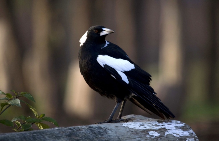 އަލިފާން ނިއްވާ އުޅަނދުގެ ސައިރެން ދޫންޏެއްގެ އަޑުން