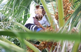 Iqbal on his morning routine, seen atop a coconut palm to collect toddy, PHOTO: HAWWA AMANY ABDULLA / THE EDITION