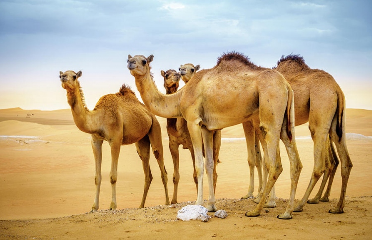 އޮސްޓްރޭލިއާ އިން 10،000 ޖަމަލު މަރާލަނީ