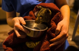 This handout photo taken on January 8, 2020 and received on January 9 from environment group Greenpeace Australia-Pacific shows Caitlin McFadden, a local veterinarian from the nearby Milton Veterinary clinic in Milton in Australia's New South Wales state, looking after a brushtail possum named Ambo - named after the paramedics who rescued him, who was badly burnt by bushfires that hit on January 4. - Haunting images of koalas with singed fur, possums with burnt paws or countless charred kangaroo carcasses have flashed around the world and have come to symbolise a nation and an environment buckling under the weight of a climate-fuelled crisis. (Photo by Andrew Quilty / GREENPEACE AUSTRALIA PACIFIC / AFP) / - NO RESALE - NO Internet / -----EDITORS NOTE --- RESTRICTED TO EDITORIAL USE - MANDATORY CREDIT "AFP PHOTO / Andrew QUILTY / GREENPEACE" - NO MARKETING - NO ADVERTISING CAMPAIGNS - DISTRIBUTED AS A SERVICE TO CLIENTS  - NO ARCHIVES