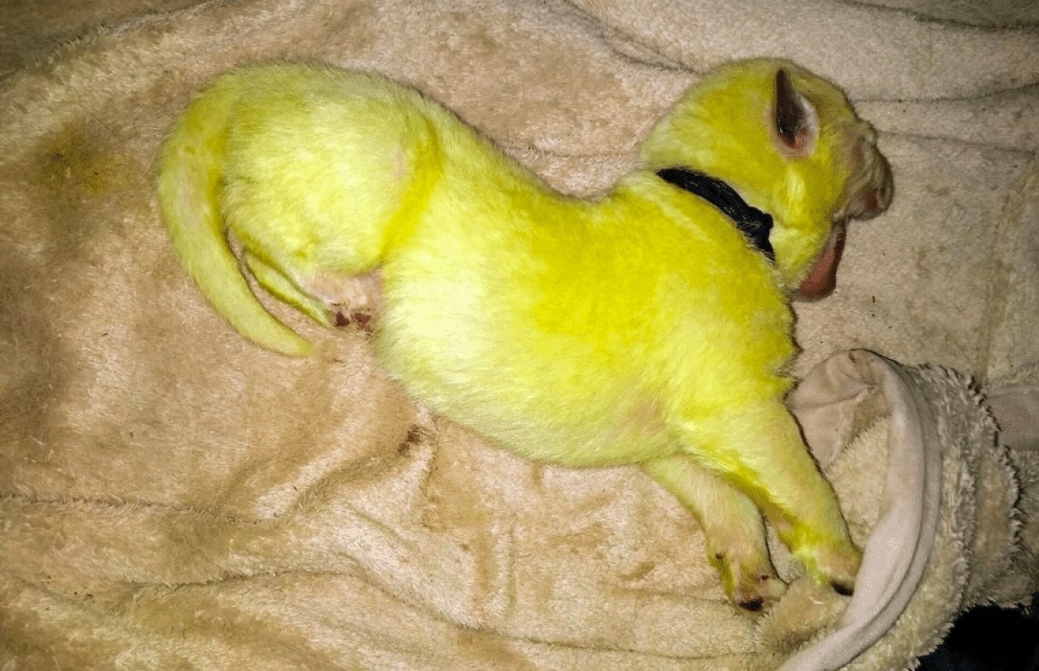 ގުރާފެހި ކުލައިގެ ކުއްތާއެއް