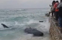 Whale beached ashore in Vilimale was rescued by police with help from local residents on Friday.
