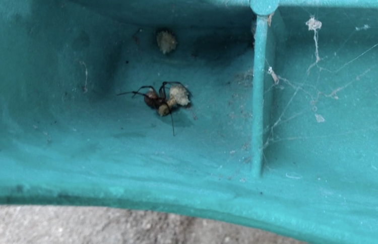 މާފުށިން ވިހަގަދަ ވައްތަރެއްގެ ފައިދިގުމަކުނެއް ފެނިއްޖެ