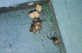 Brown widow spider. PHOTO: POLICE