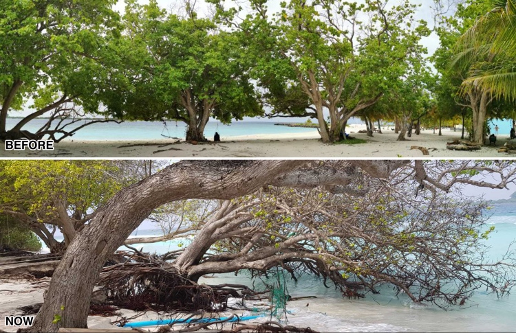 ފައިނުގެ ފަޚުރު، ބިޔަ ކާނިގަސްތައް މޫދުގައި!