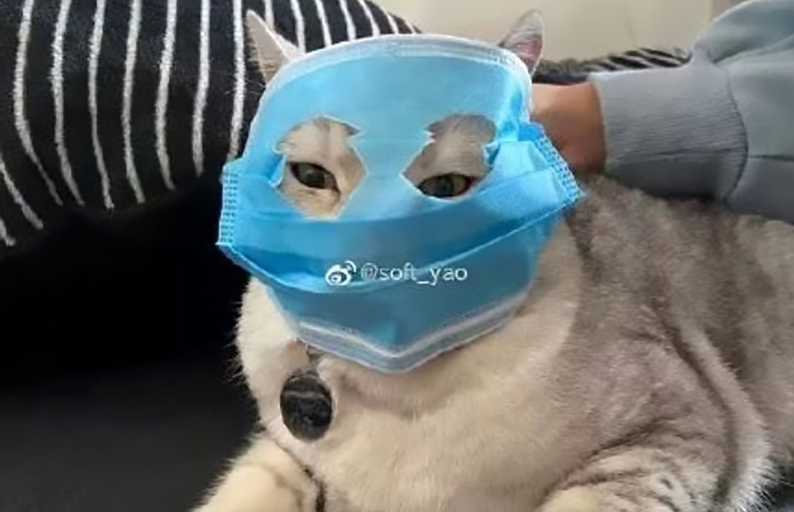 ވައިރަހާ ހެދި ޕެޓްތައް ވެސް މާސްކް އަޅުވާފައި