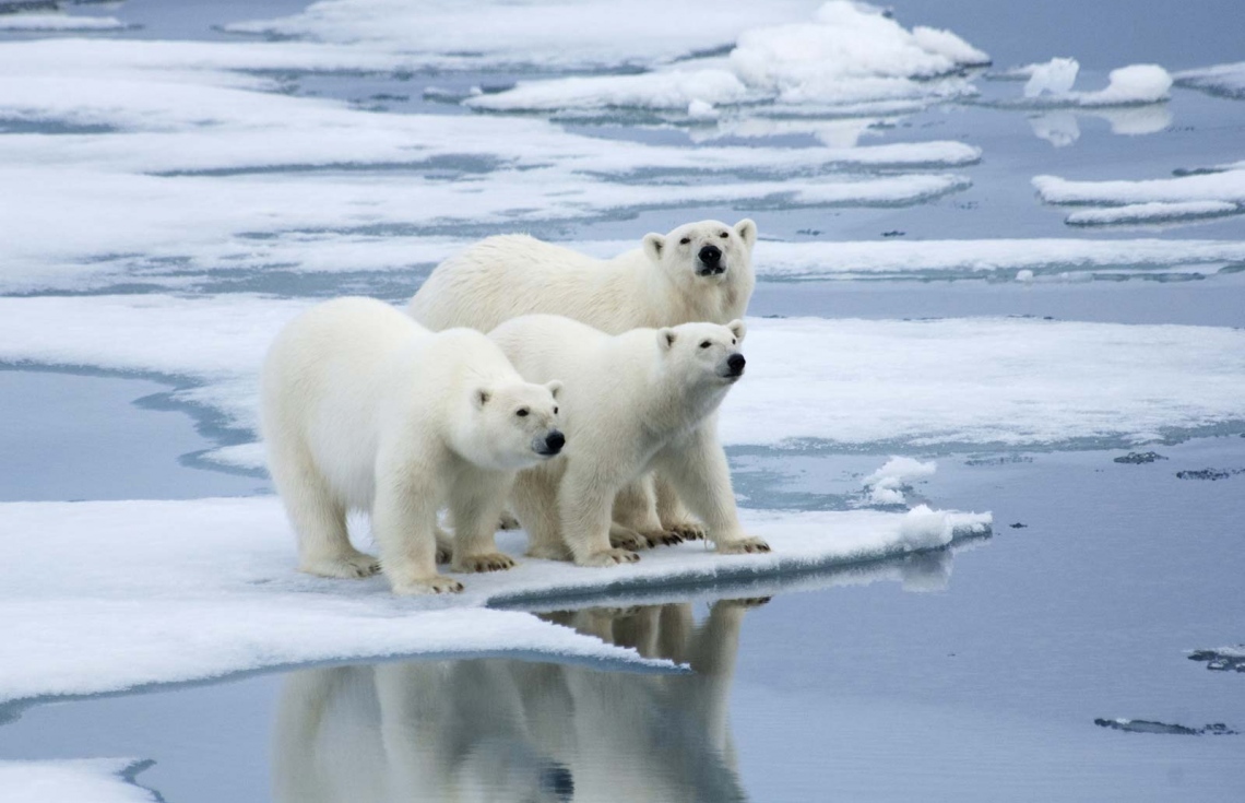 ޕޯލާ ބެއާތައް މޫސުމީ ބަދަލުގެ ޝިކާރައަކަށް